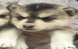 Pomsky dogs for sale: Stunning F4 Pomskies - Image 16