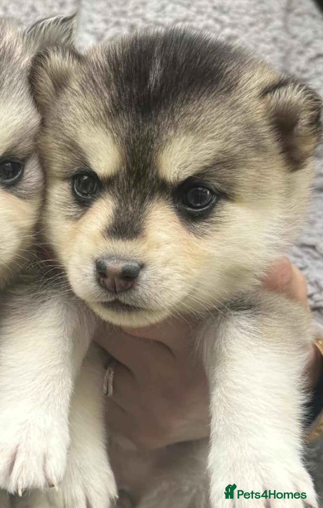 Pomsky dogs for sale: Stunning F4 Pomskies - Image 16
