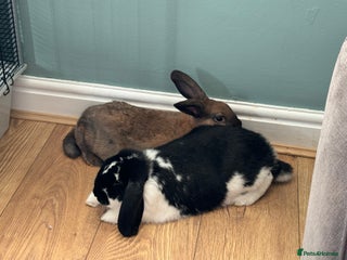 Mixed Breed rabbits for sale - Advert 1