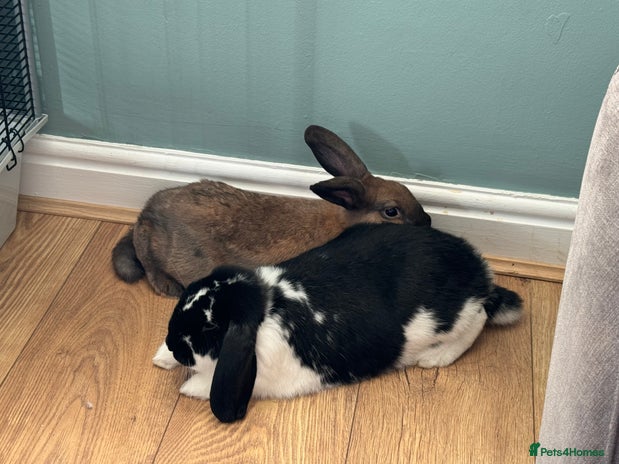 Mixed Breed rabbits Bonded pair of Rabbits - Free to a good home - Advert 2