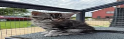 Maine Coon cats for sale: Beautiful Maine Coon Cross Female Kittens - Advert 5