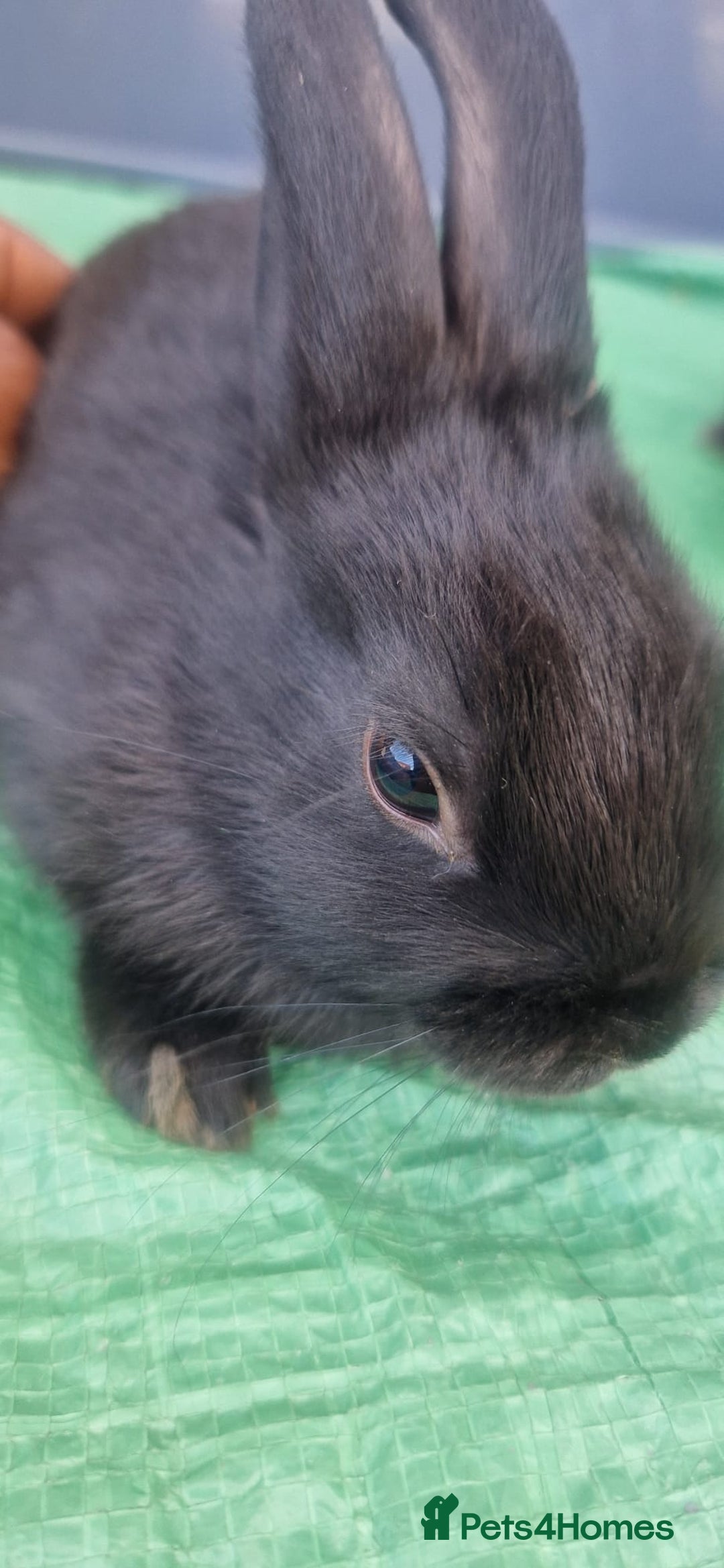 Netherland Dwarf rabbits for sale: Beautiful mixed boy dwarf boys - Image 2
