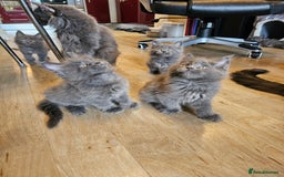 Maine Coon cats for sale: 🔥*Stunning Litter of 8💎Solid Blue Maine Coon*🔥  - Image 17