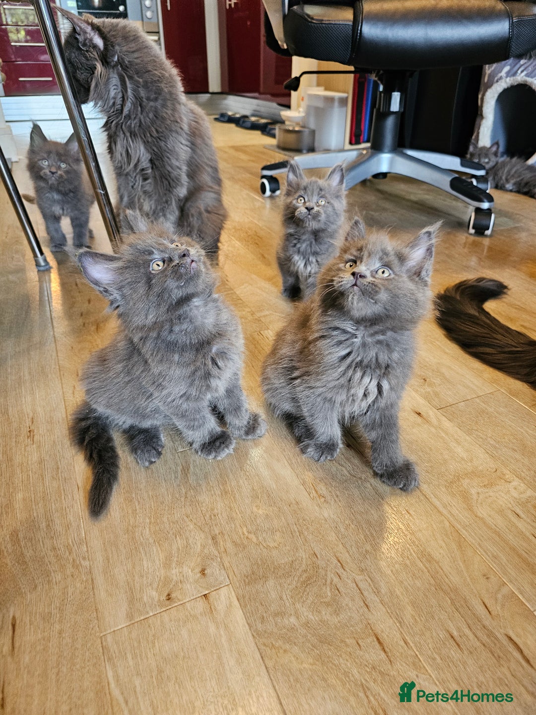 Maine Coon cats for sale: 🔥*Stunning Litter of 8💎Solid Blue Maine Coon*🔥  - Image 17