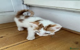 Mixed Breed cats for sale: Male female calico tortoiseshell grey kittens in Enfield - Image 7