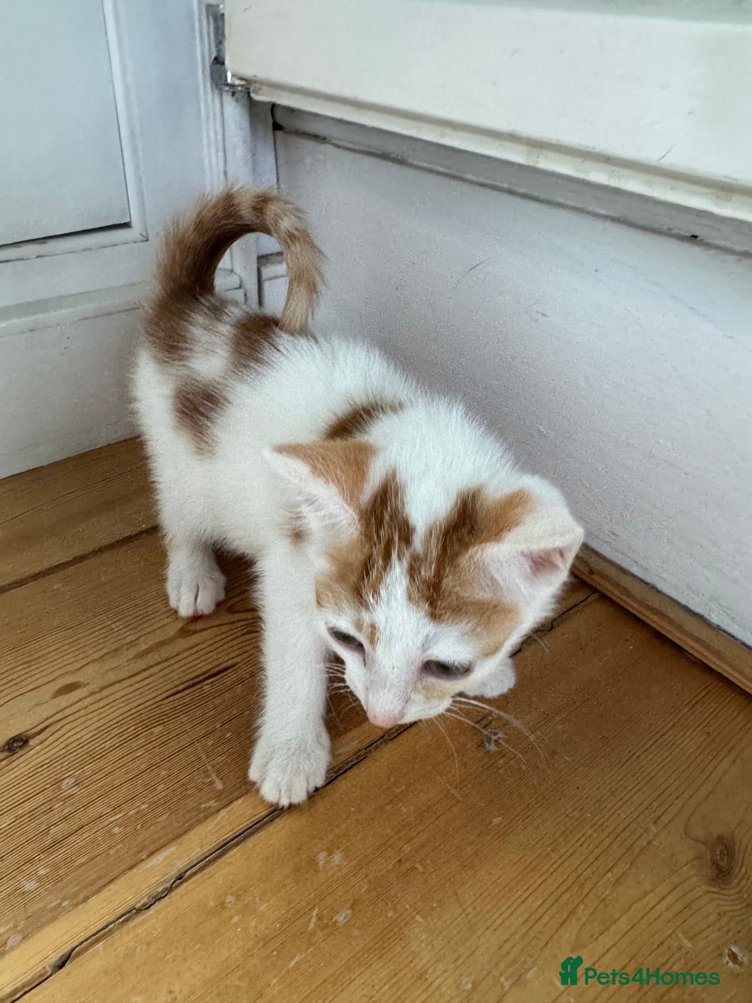 Mixed Breed cats for sale: Male female calico tortoiseshell grey kittens in Enfield - Image 7