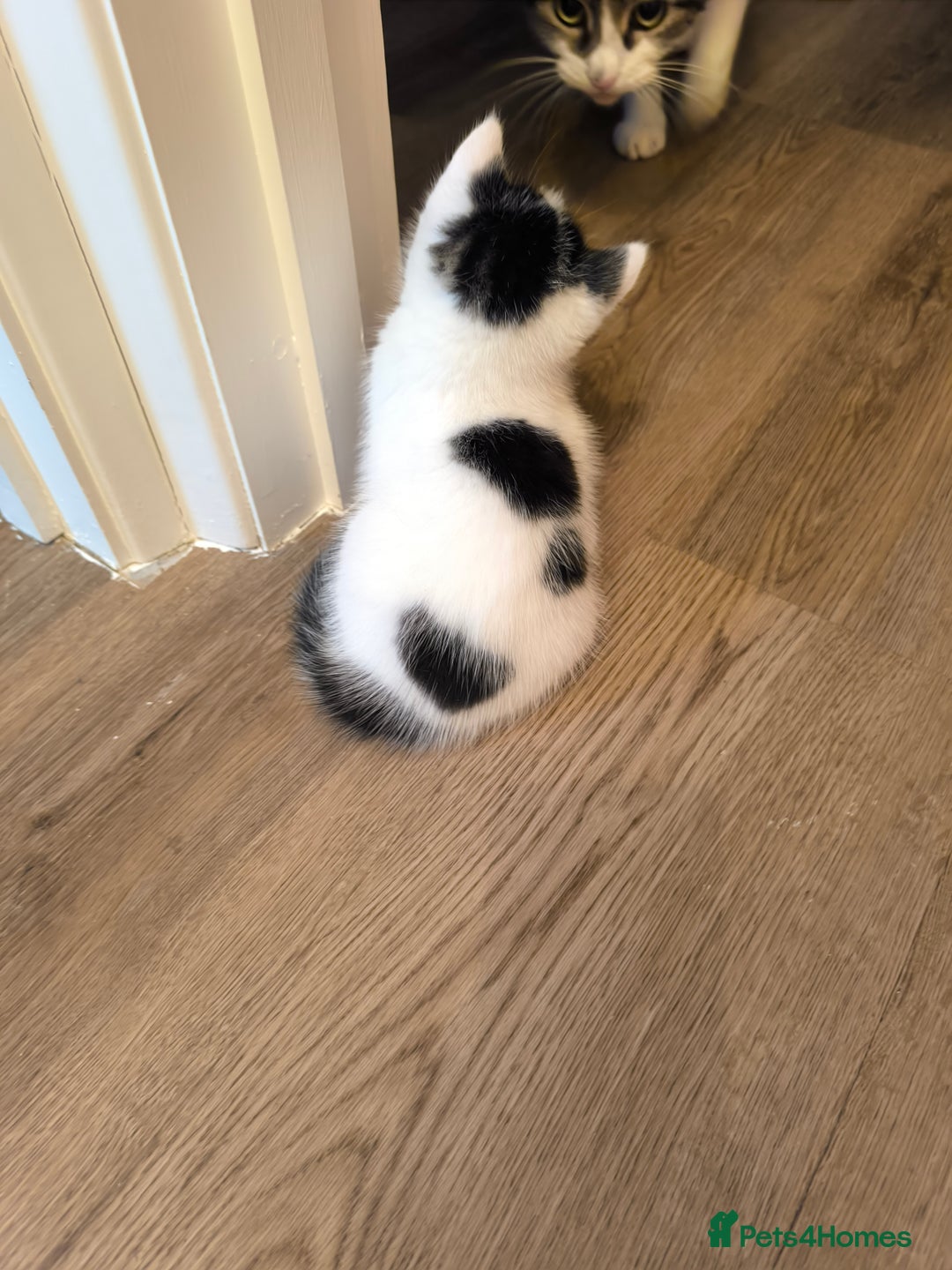 Mixed Breed cats for sale: Beautiful kittens are looking for a new family. - Advert 9