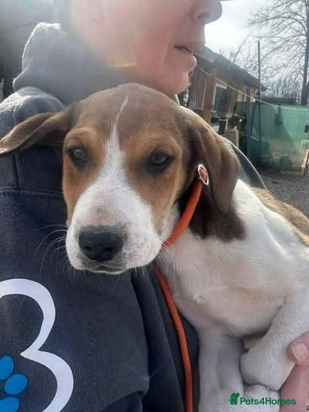 Mixed Breed dogs for adoption: Meet Hinte, currently residing in Suffolk  in Bury Saint Edmunds - Advert 8