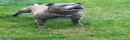 Staffordshire Bull Terrier dogs for stud: Aqua chop SPENCE🩸A SUPERB CH VALGLO BLOODLINE🩸 - Advert 6