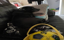 Staffordshire Bull Terrier dogs for sale: Needs new home  - Image 1
