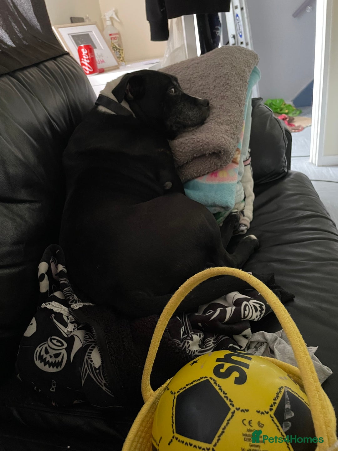 Staffordshire Bull Terrier dogs for sale: Needs new home  - Image 1