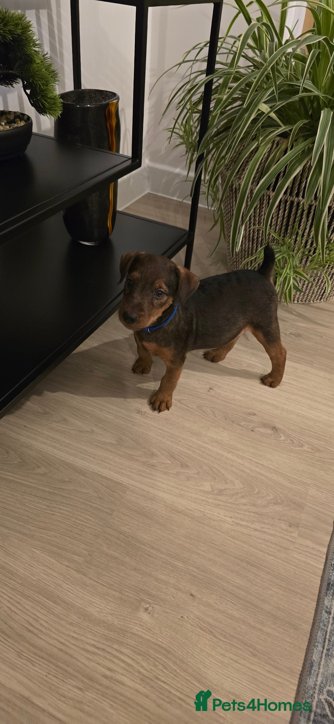 Lakeland Terrier dogs for sale: Lakeland terrier called Chop - Image 2