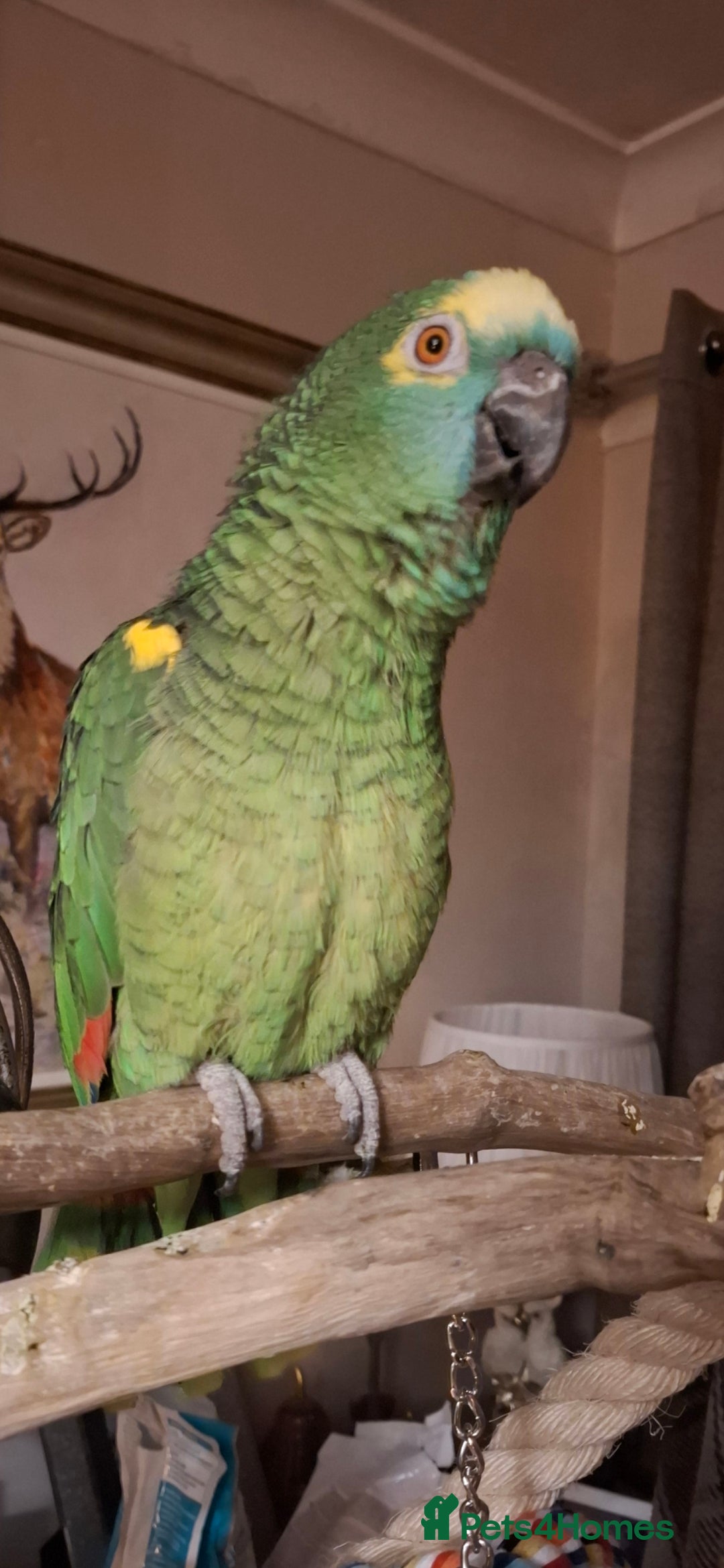 Parrots birds for sale:  amazon parrot  - Advert 4