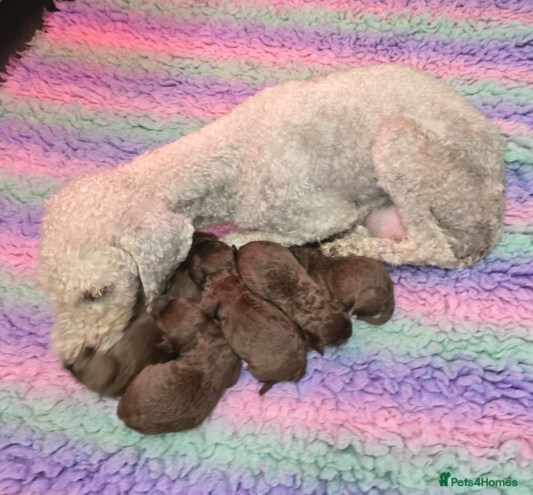 Bedlington Terrier dogs KC reg Bedlington Terrier - Advert 1