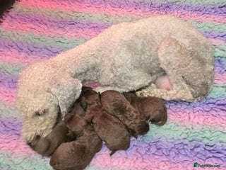 Bedlington Terrier dogs KC reg Bedlington Terrier - Advert 1