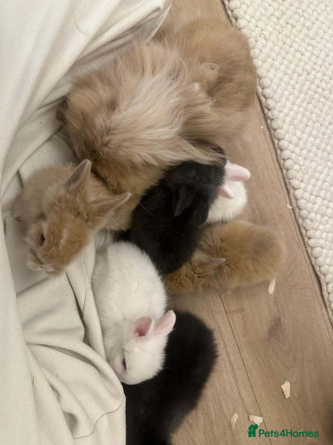 Lionhead rabbits for sale: 5 Gorgeous Fluffy Double Maned Lionheads - Image 7