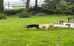 Mixed Breed dogs for sale: Gorgeous golden retriever mix litter - Image 13