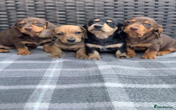 Miniature Dachshund dogs for sale: KC Registered true petite Miniature Dachshunds - Image 9