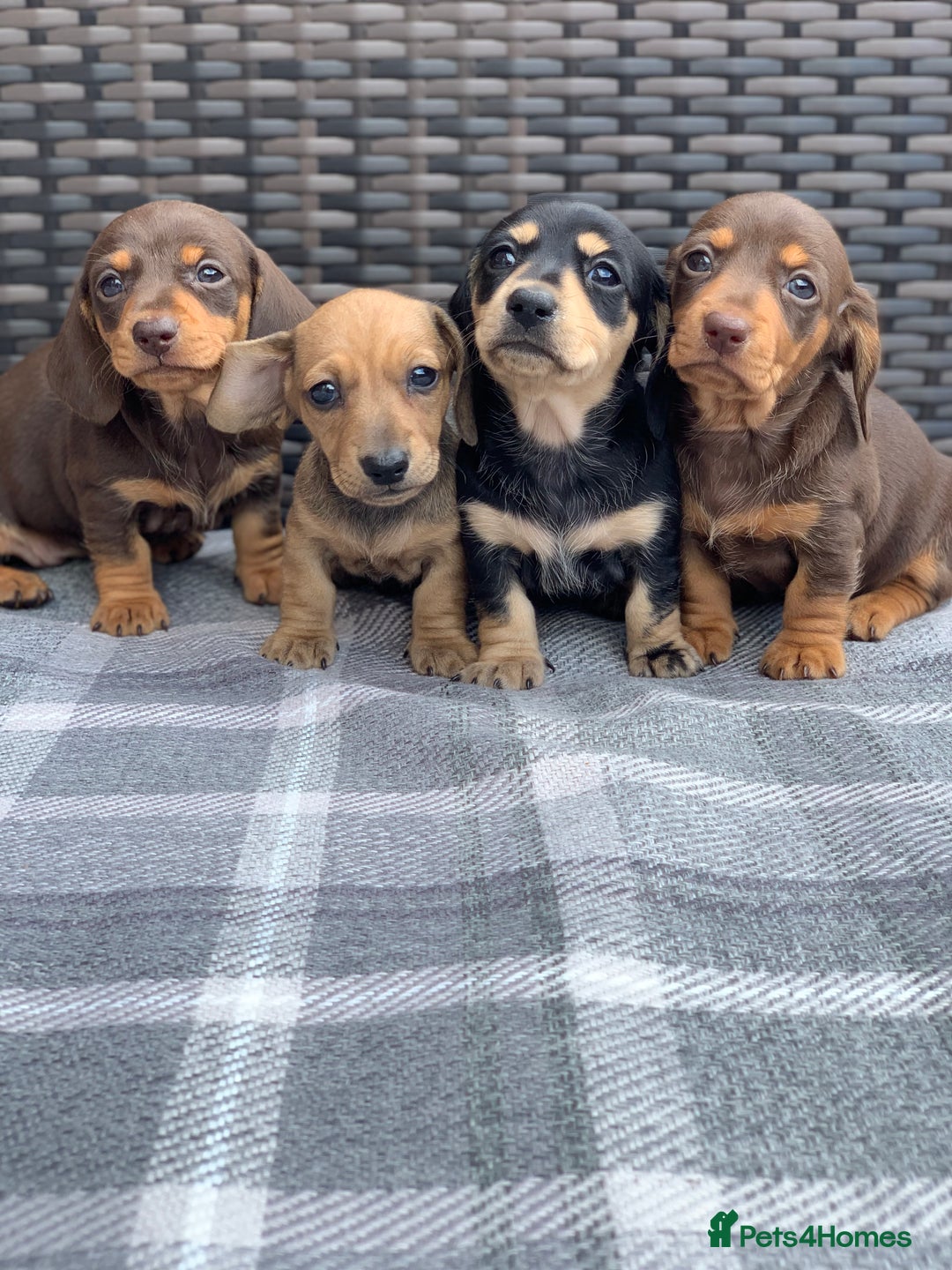 Miniature Dachshund dogs for sale: KC Registered true petite Miniature Dachshunds - Image 9