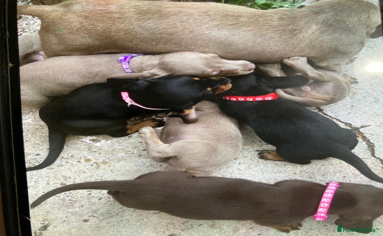 Dachshund dogs - Advert 4