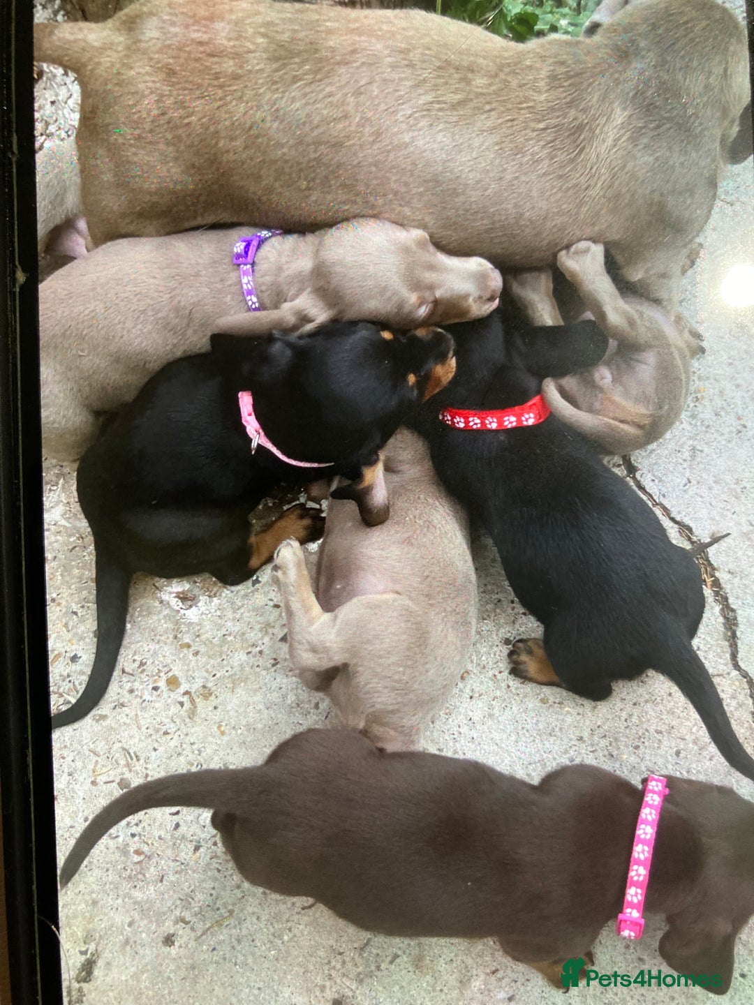 Dachshund dogs for sale: Litter of 8 - Image 1