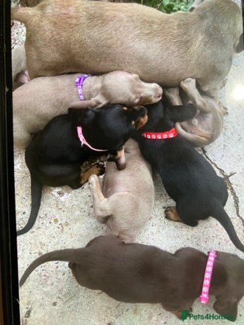 Dachshund dogs - Advert 1