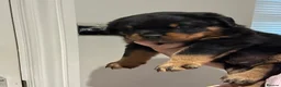 Rottweiler dogs for sale: OUTSTANDING QUALITY GERMAN ROTTWEILER PUPPIES  - Advert 16
