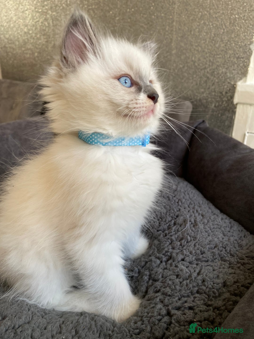 Ragdoll cats for sale: Ragdoll kittens  - Advert 4