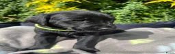 Labrador Retriever dogs for sale: 🐾 READY NOW🐾 FTCH Labrador Puppies - Advert 29