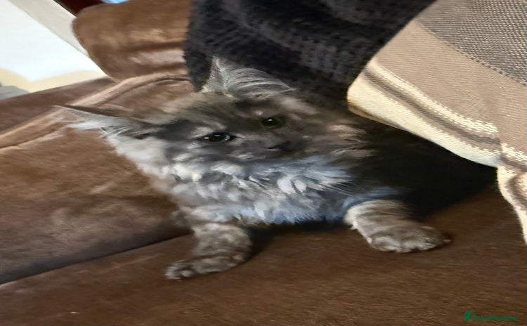 Maine Coon cats in Leeds - Advert 4
