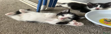 White and black polydactyl female mixed breed