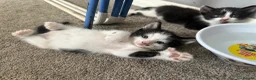 Mixed Breed cats for sale: 3 kittens for sale - 2 are rare polydactyl  - Advert 8