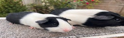 Guinea Pig rodents for sale: Pair of bonded boars - Father and son - Advert 7
