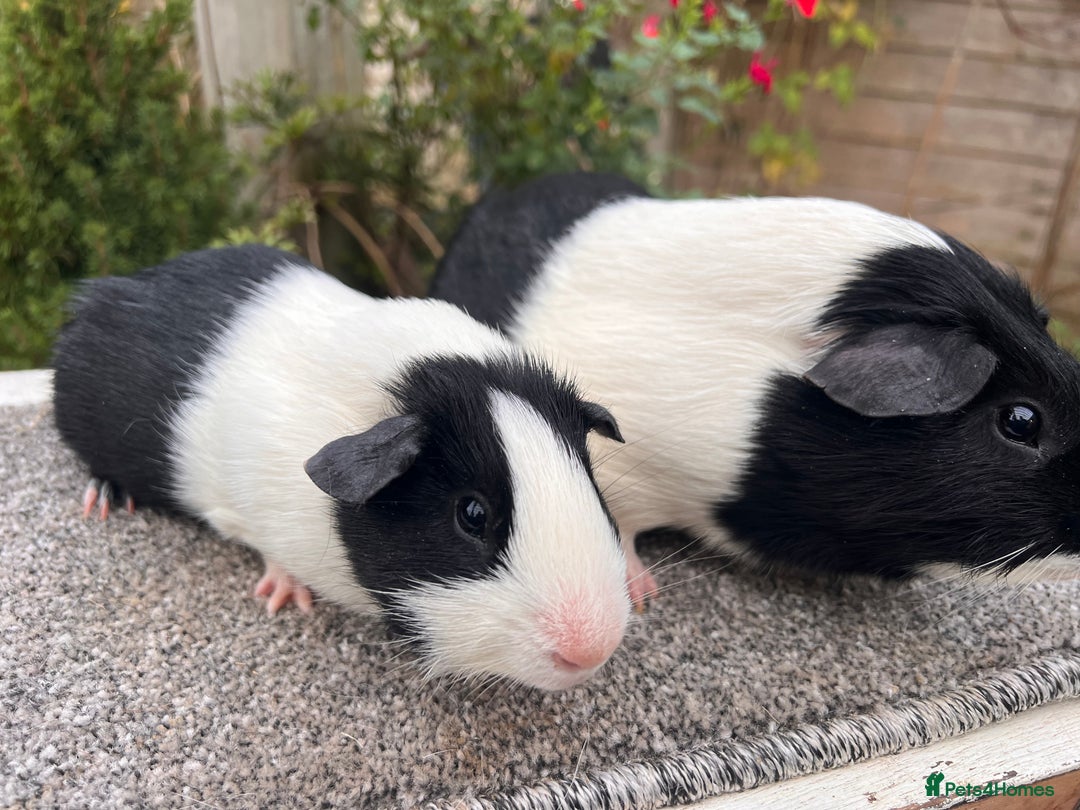 Guinea Pig rodents for sale: Pair of bonded boars - Father and son - Advert 7