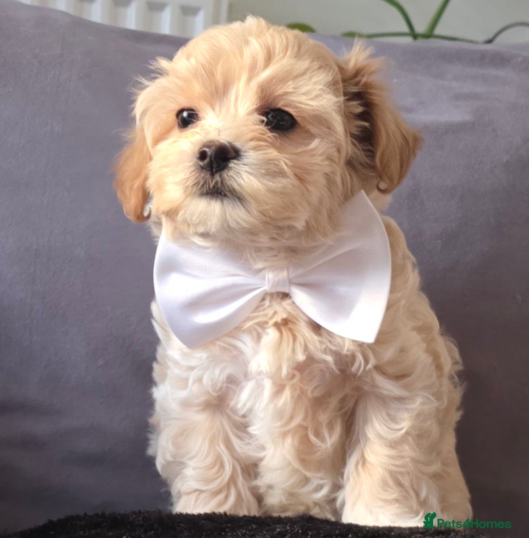 Maltipoo dogs F1 Korean Maltipoo Litter–four adorable sweet boys - Advert 3