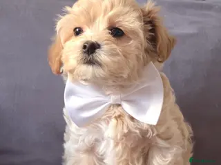 Maltipoo dogs F1 Korean Maltipoo Litter–four adorable sweet boys - Advert 3