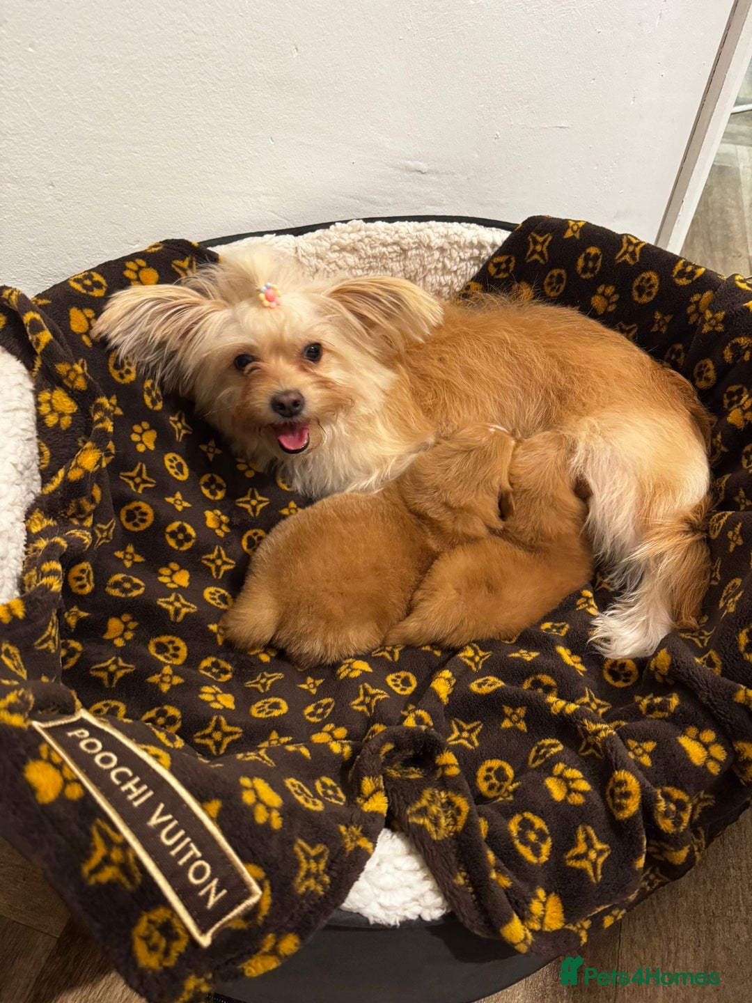 Mixed Breed dogs for sale: Pomeranian mixt with bichon - Advert 16