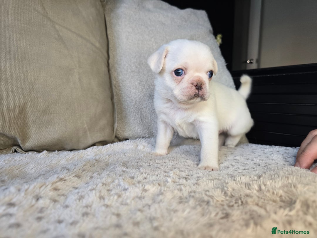 Pug dogs for sale: Beautiful Pug Puppies  - Advert 7