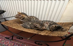 Bengal cats for sale: Beautiful Bengal X kittens - Image 6