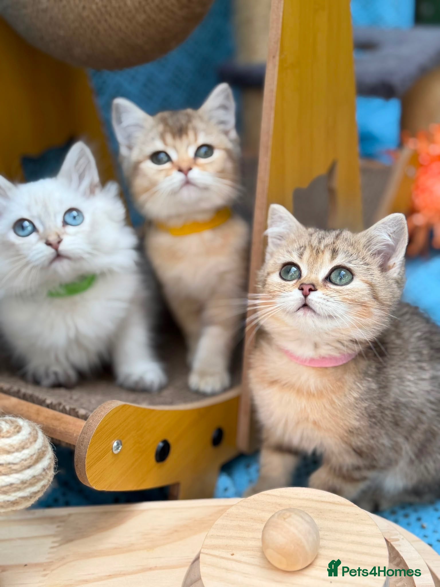 British Shorthair cats 3 Gorgeous British SH, one LH TICA kittens - Advert 13