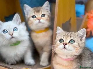 British Shorthair cats 3 Gorgeous British SH, one LH TICA kittens - Advert 13