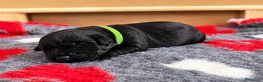 Giant Schnauzer 2