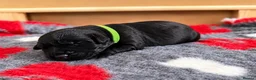 Giant Schnauzer dogs for sale: PrimaVista Giant Schnauzers in Wisbech - Advert 8