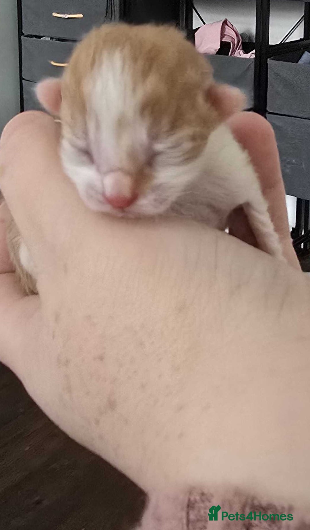 Mixed Breed cats for sale: winnies litter - Advert 7