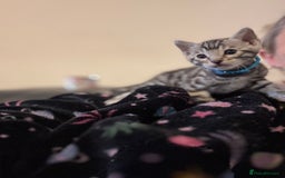 Bengal cats for sale: 3 beautiful silver SBT Bengal - TICA - Image 1