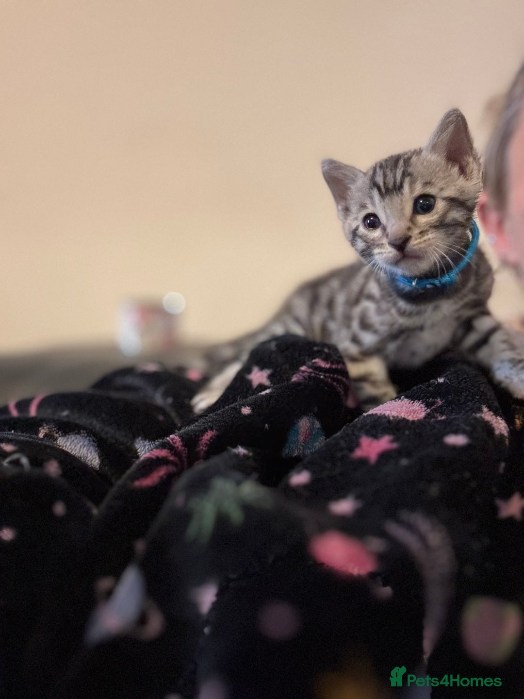 Bengal cats for sale: 3 beautiful silver SBT Bengal - TICA - Image 1