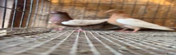 Pigeons birds for sale: IMPORTED IRANIAN SINEH PIGEONS - Advert 4