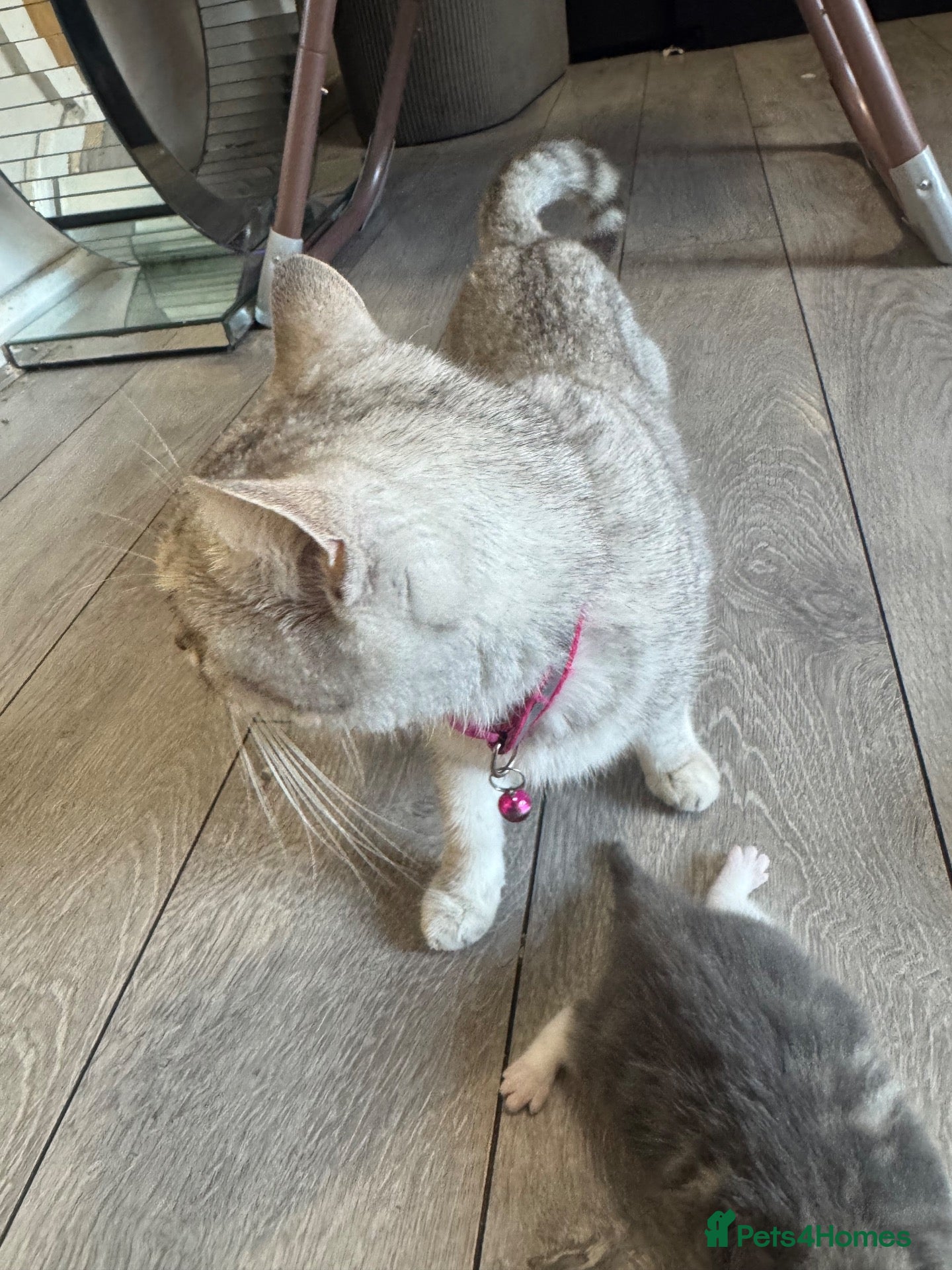 British Shorthair cats Kitten’s off bsh silver tabby  - Advert 1