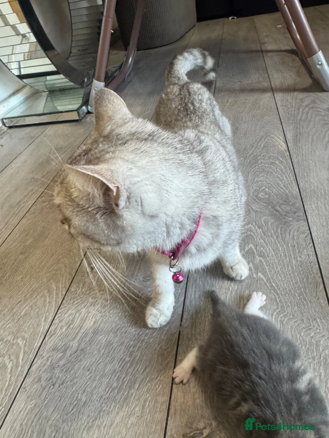 British Shorthair cats for sale: Kitten’s off bsh silver tabby  - Advert 1
