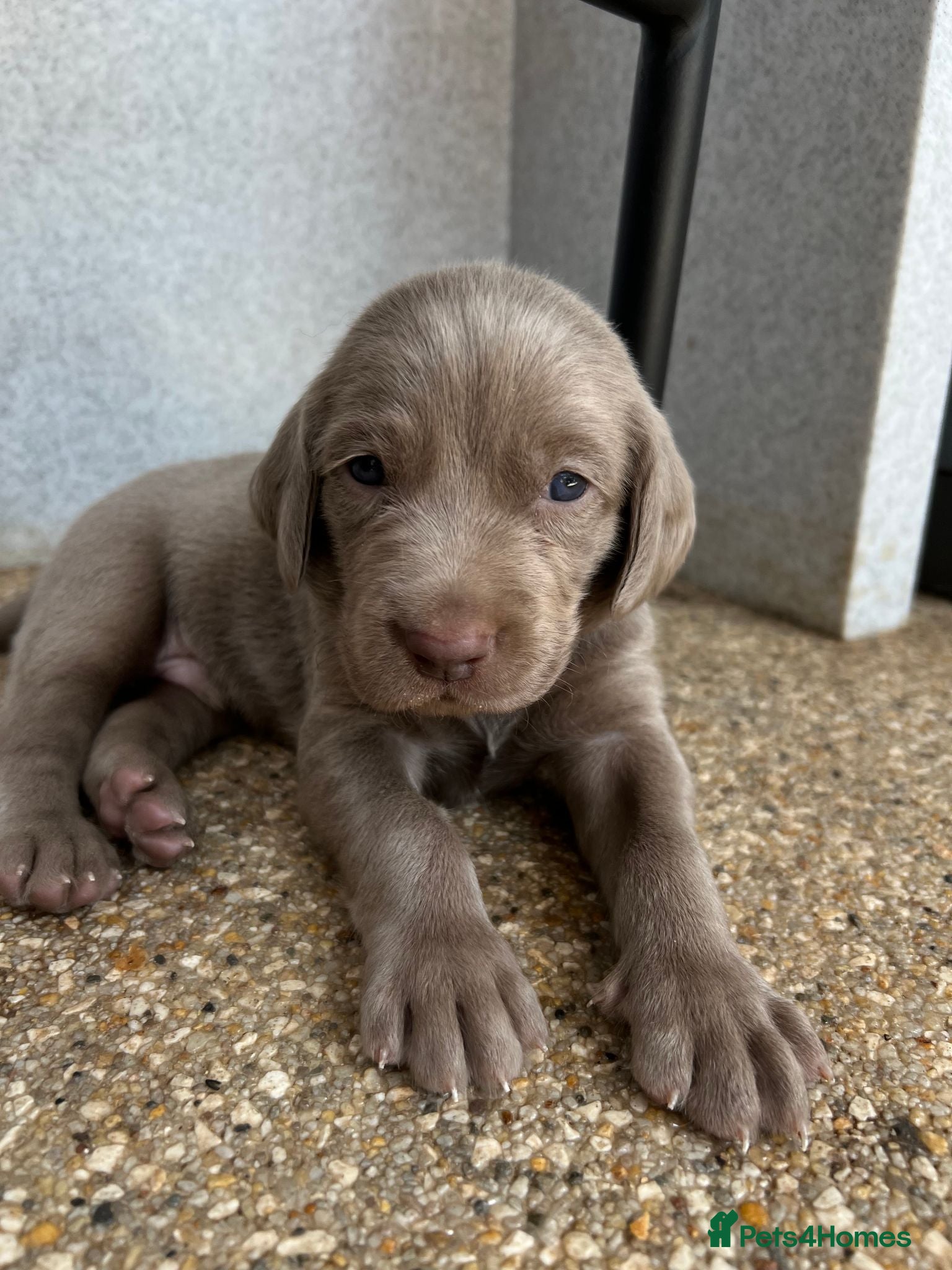 Weimaraner dogs Long & Short Haired Weimaraner KC reg - Advert 15
